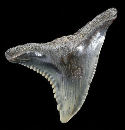 Hemipristis Shark Tooth Fossil - Virginia #50034